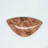 Fossilized Coral Cabochons - Image 4