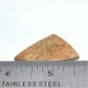 Fossilized Coral Cabochons - Image 11