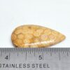 Fossilized Coral Cabochons - Image 15