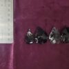 Obsidian Arrowheads - Image 5