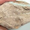 Raw Blue Aragonite Chunk - Image 10
