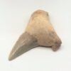 Otodus Shark Tooth Fossil - Image 3