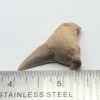Otodus Shark Tooth Fossil - Image 4