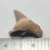 Otodus Shark Tooth Fossil - Image 5
