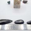 Orthoceras Fossils - Image 3