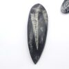 Orthoceras Fossils - Image 4