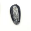Orthoceras Fossils - Image 5