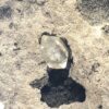 Herkimer Diamond in Matrix Specimen - Image 3