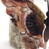 Crazy Lace Agate Butterfly - Image 3