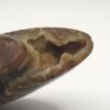 Ammonite Fossils - Image 2