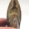 Ammonite Fossils - Image 3