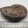 Ammonite Fossils - Image 4