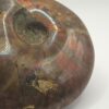 Ammonite Fossils - Image 5