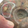 Ammonite Fossils - Image 6