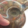 Ammonite Fossils - Image 7
