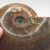 Ammonite Fossils - Image 8