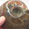 Ammonite Fossils - Image 9