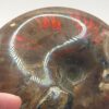 Ammonite Fossils - Image 10