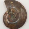 Ammonite Fossils - Image 11