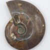 Ammonite Fossils - Image 12