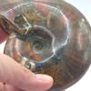 Ammonite Fossils - Image 13