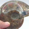 Ammonite Fossils - Image 14