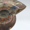 Ammonite Fossils - Image 15