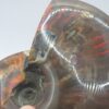 Ammonite Fossils - Image 16