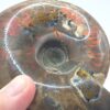 Ammonite Fossils - Image 17