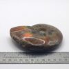 Ammonite Fossils - Image 18
