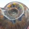 Ammonite Fossils