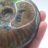 Ammonite Fossils - Image 20