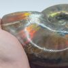 Ammonite Fossils - Image 21