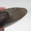 Ammonite Fossils - Image 22