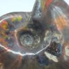 Ammonite Fossils - Image 23