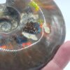 Ammonite Fossils - Image 24