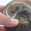 Ammonite Fossils - Image 25