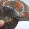 Ammonite Fossils - Image 26