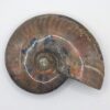 Ammonite Fossils - Image 27