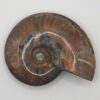 Ammonite Fossils - Image 28