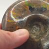 Ammonite Fossils - Image 29