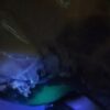 Volcano Agate Horse - Image 25