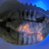 Hackmanite Scorpion Carving - Image 9