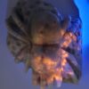 Hackmanite Spider Carving - Image 11