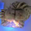 Hackmanite Spider Carving - Image 10