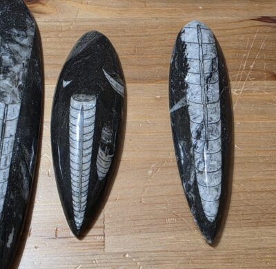 Orthoceras Fossils - Image 8