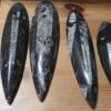 Orthoceras Fossils - Image 9