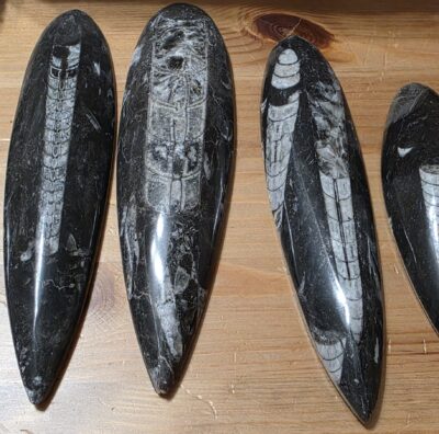 Orthoceras Fossils - Image 9
