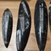 Orthoceras Fossils - Image 10