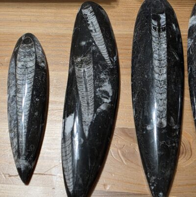 Orthoceras Fossils - Image 10
